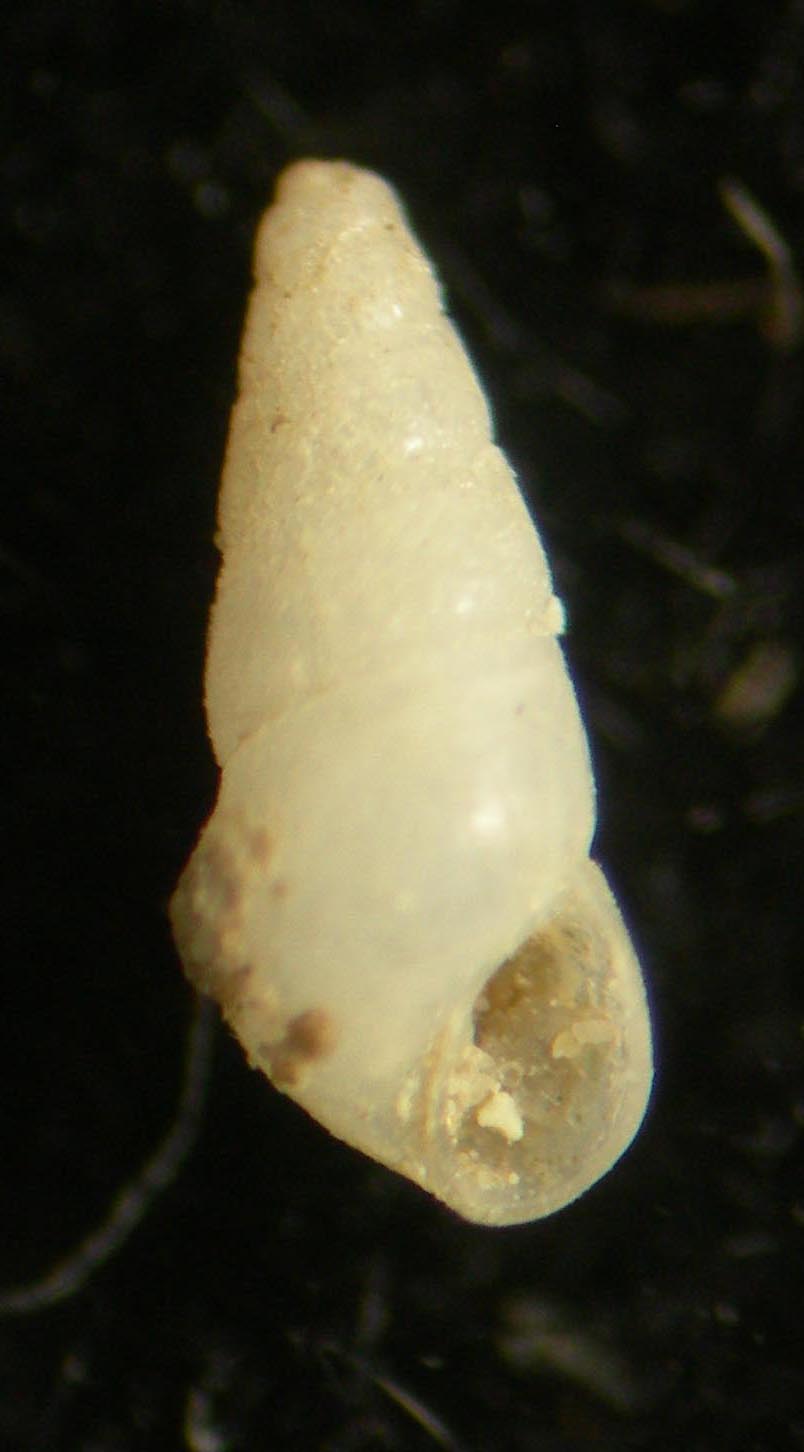 Odostomi turriculata